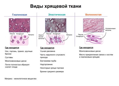 Особенности строения хрящевой ткани