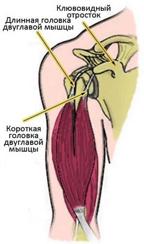 Особенности структуры и функциональности данного типа сустава