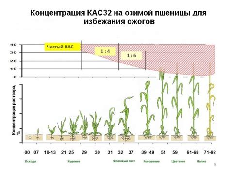 Особенности хранения и применения готовой дрожжевой подкормки