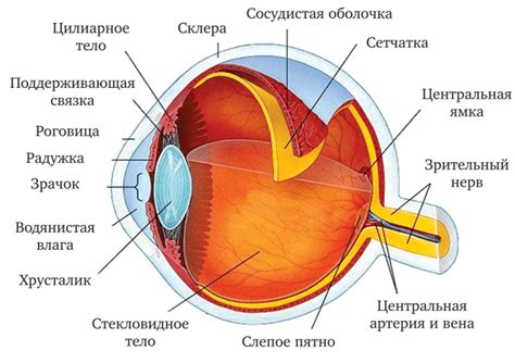 Особенности цветной селективности глаза