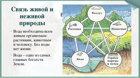 Особенности экологической системы и регуляция взаимодействия между живой и неживой природой