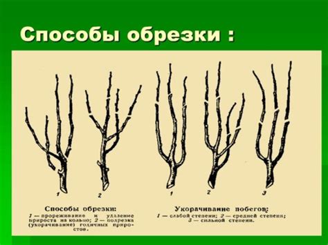 Осуществление прореживания и обновления кустов