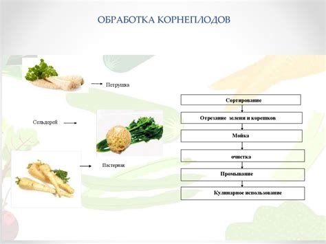 Отбор и подготовка овощей