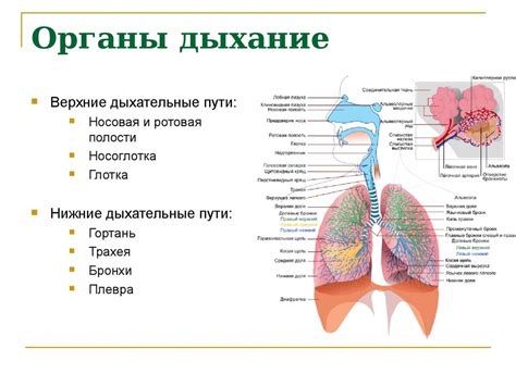 Отвод через дыхательную систему