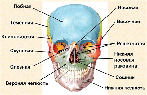 Отдельные элементы черепа