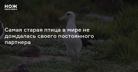 Откуда появилась старая птица