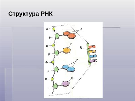 Отличие в структуре