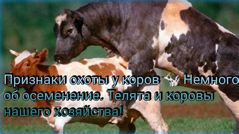 Отличительные признаки охоты у коровы