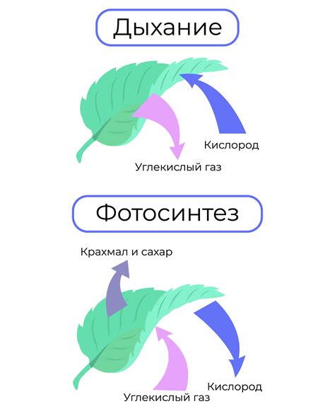 Отличия в процессах дыхания и фотосинтеза