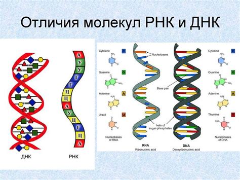 Отличия между ДНК и РНК