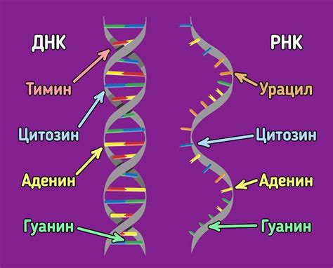 Отличия между атф, днк и рнк