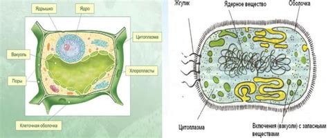 Отличия между клетками растений и бактерий