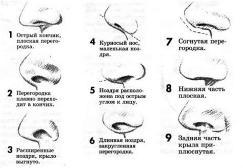 Отрисовка деталей тела и носа