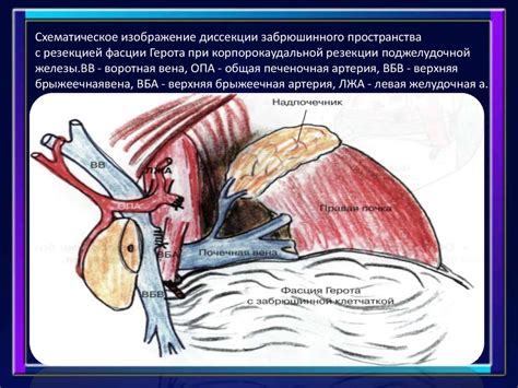 Отрисовка шерсти на теле и хвосте