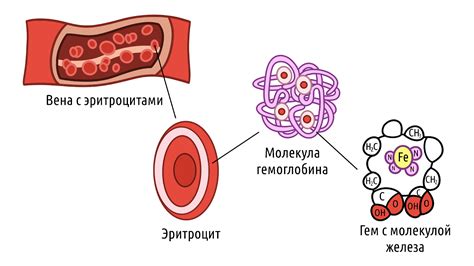 От чего снижается гемоглобин у мужчин