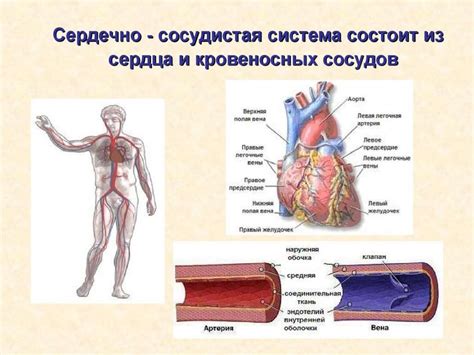 Оценка сердечно-сосудистой системы