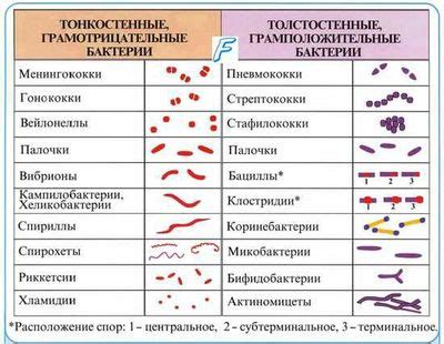 Палочковая микрофлора и заболевания