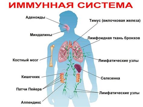 Палочковая микрофлора и иммунная система