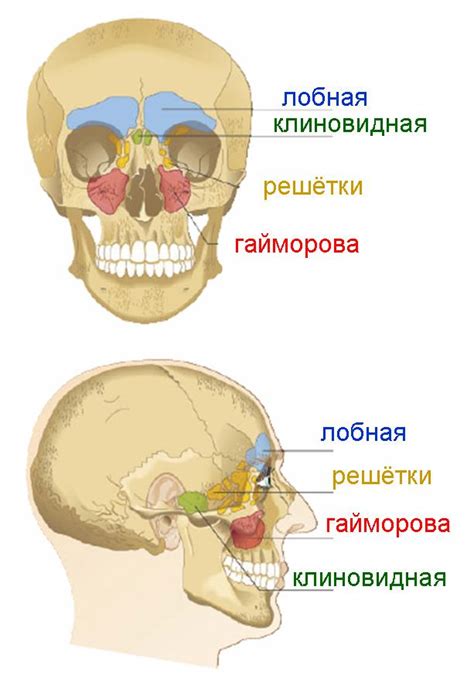 Параназальные пазухи и их функции