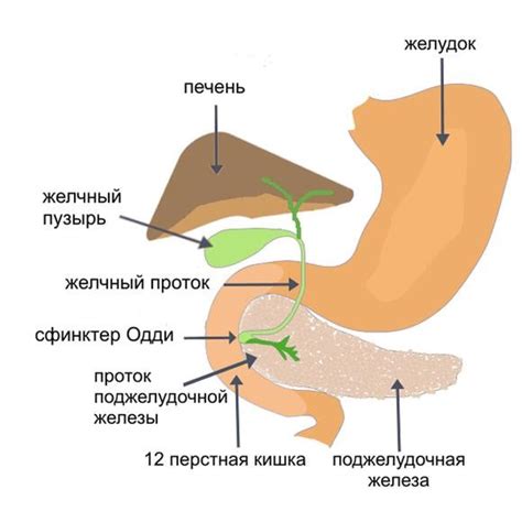 Паренхима в медицине