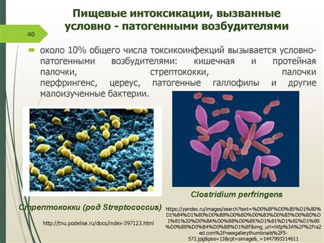 Патогенные микроорганизмы: определение и характеристики