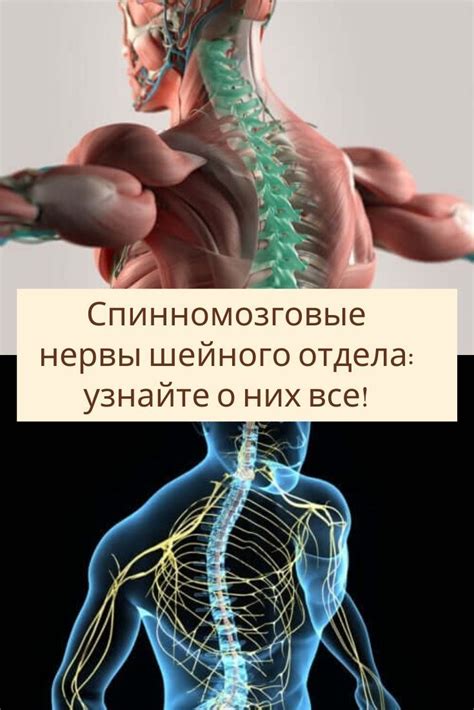 Патологии, связанные с первым позвонком шейного отдела