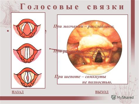 Патологии и возможные проблемы с хрящами гортани