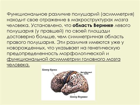 Патологическая асимметрия головного мозга и ее влияние на здоровье