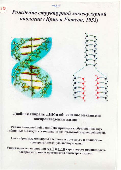 Первоначальные исследования в молекулярной биологии