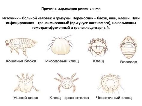 Первые признаки появления чесоточного клеща