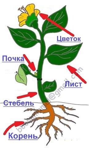 Первый шаг: выбор цвета и формы цветка