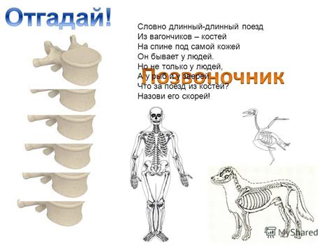 Первый шаг: подготовка костей