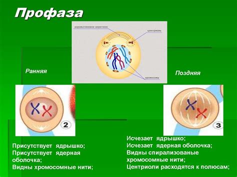 Первый этап митоза: профаза