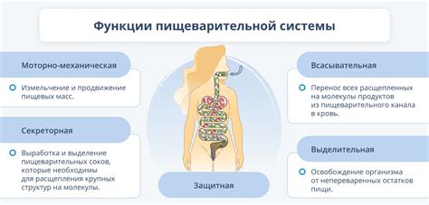 Переваривание пищи и энергия