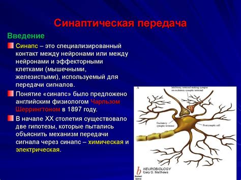 Передача информации между нейронами