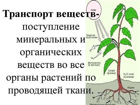 Передвижение веществ в клетках грибов и растений