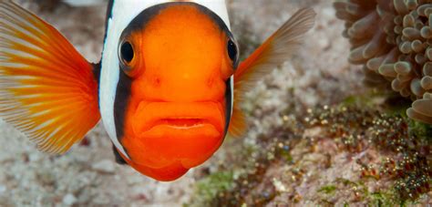 Перезапустите Clownfish