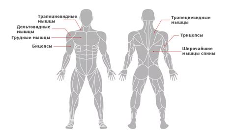 Перекладины для развития мышц верхней части тела