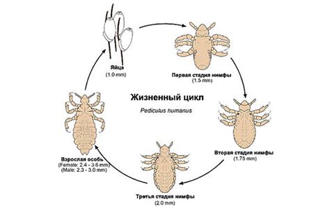 Перерывание цикла размножения вшей