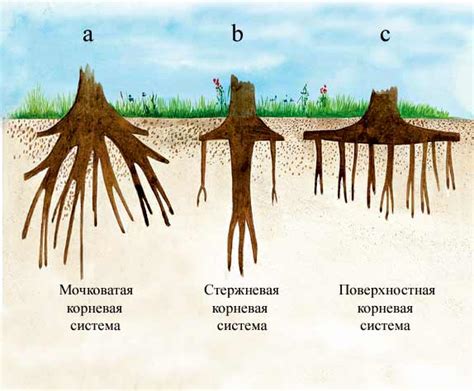 Переувлажнение почвы и переувлажнение корневой системы