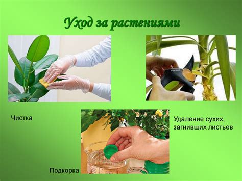 Периодический уход за растениями