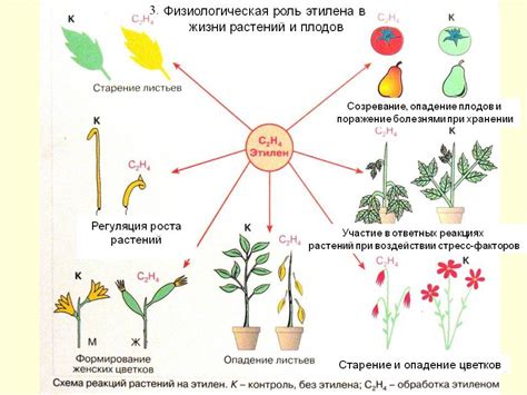 Периодичность подкармливания растений