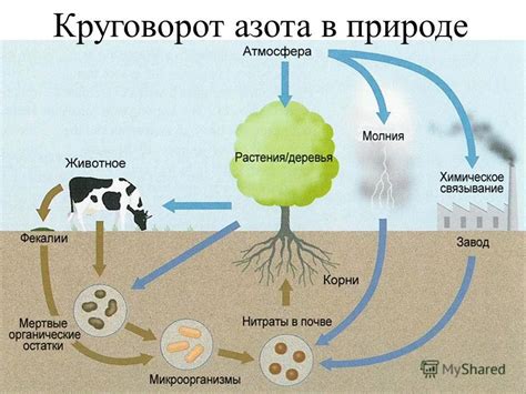 Перспективы исследований в области удаления азота из воды