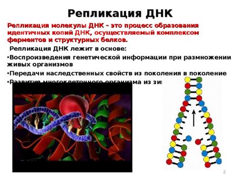 Перспективы развития исследований массы цепи ДНК