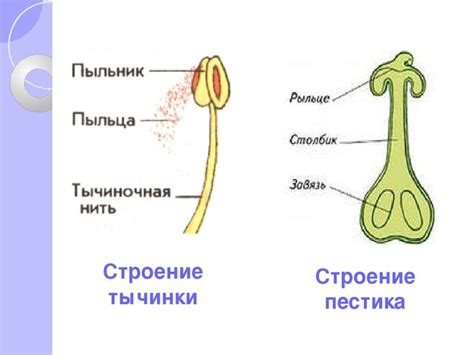 Пестик и процессы самозапыления