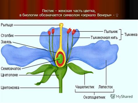 Пестик как составляющая часть цветка