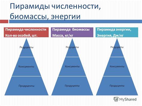 Пирамида численности и энергии: основные различия