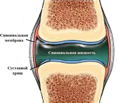 Питание и синовиальная жидкость