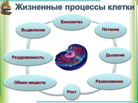 Питание и увеличение клеток организма