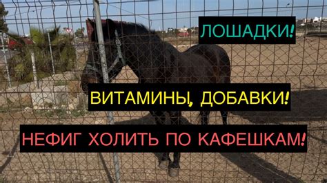 Питание лошадки